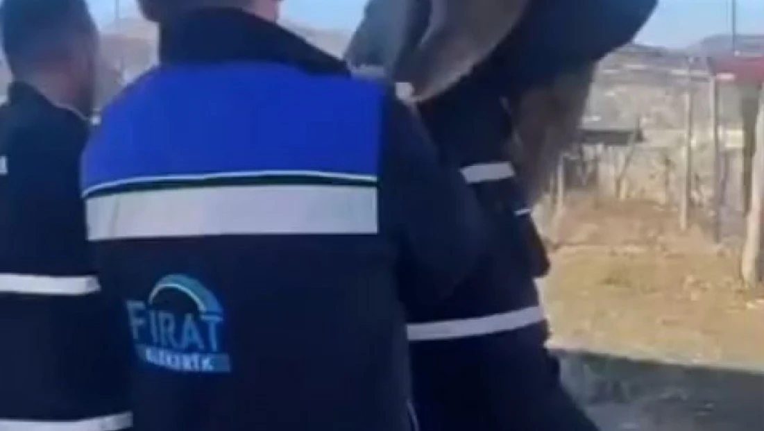 Bahçe çitine sıkışan yaban keçisini FEDAŞ ekipleri kurtardı