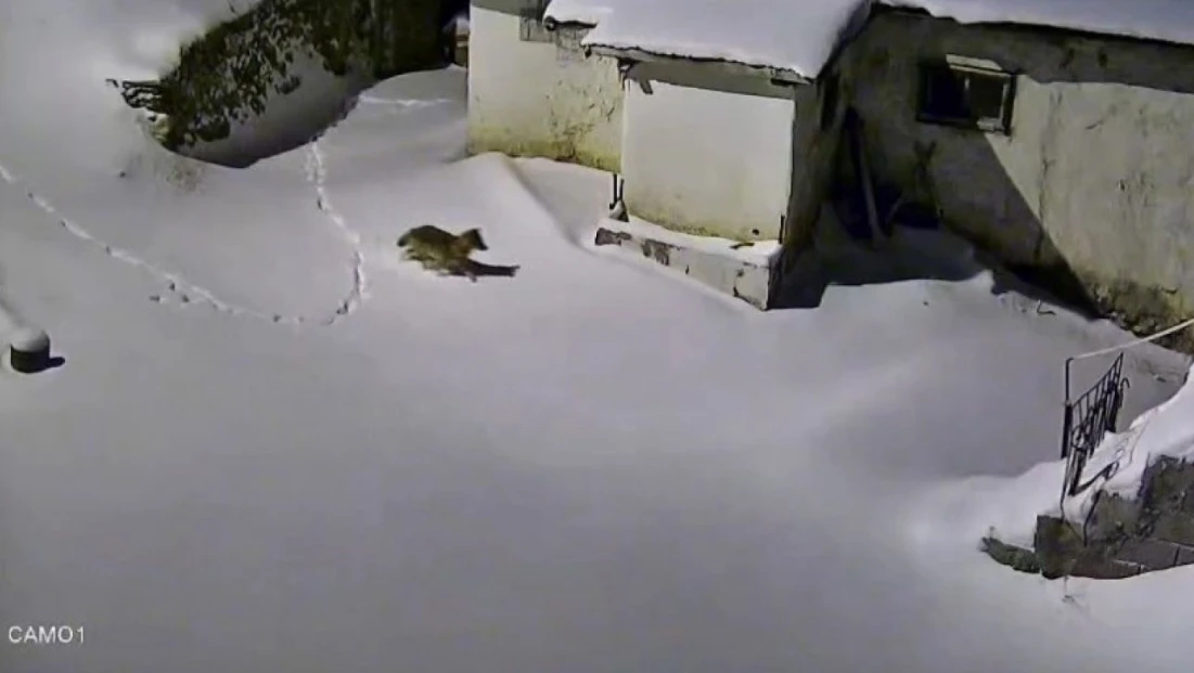 Elazığ'da evin çevresinde yiyecek arayan kurt kamerada