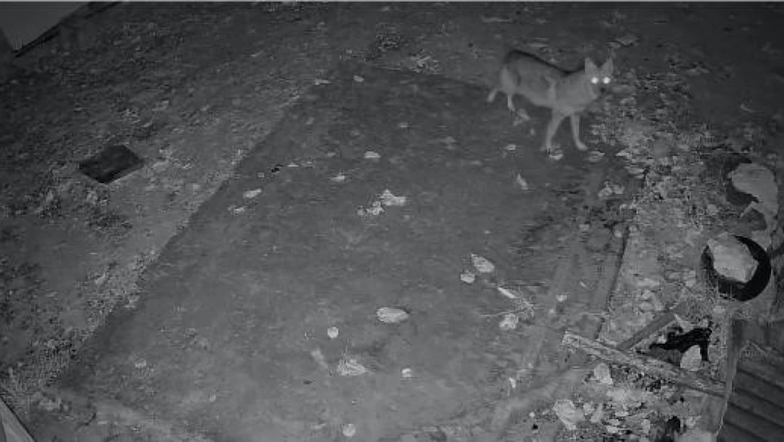 Elazığ'da evin etrafında yiyecek arayan çakal kamerada