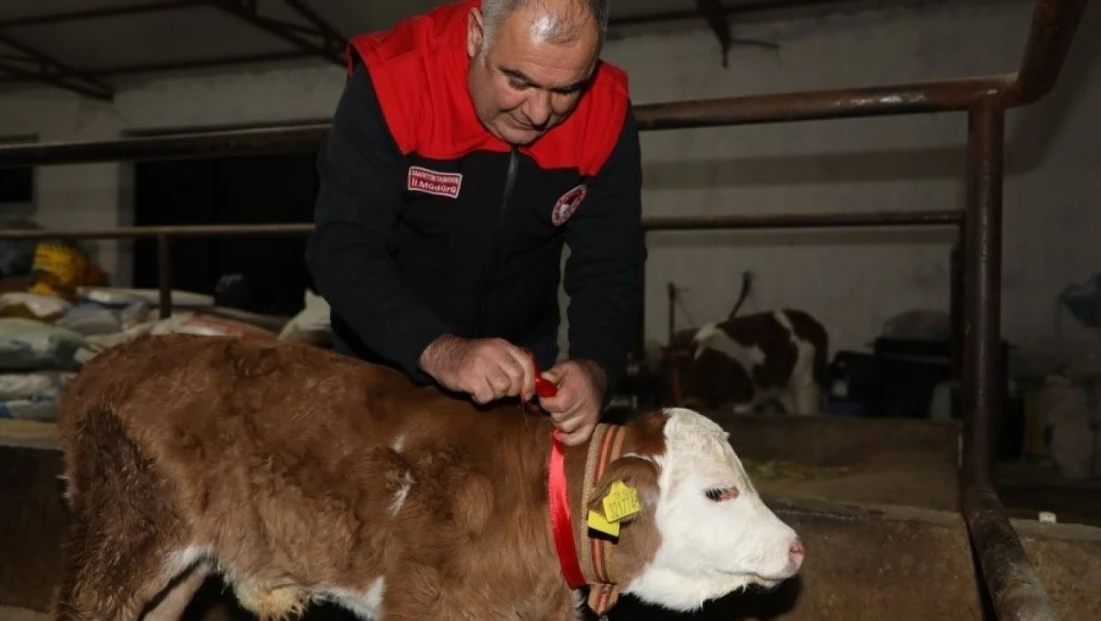 Elazığ'da yılın ilk buzağısına 'Bereket' adı verildi