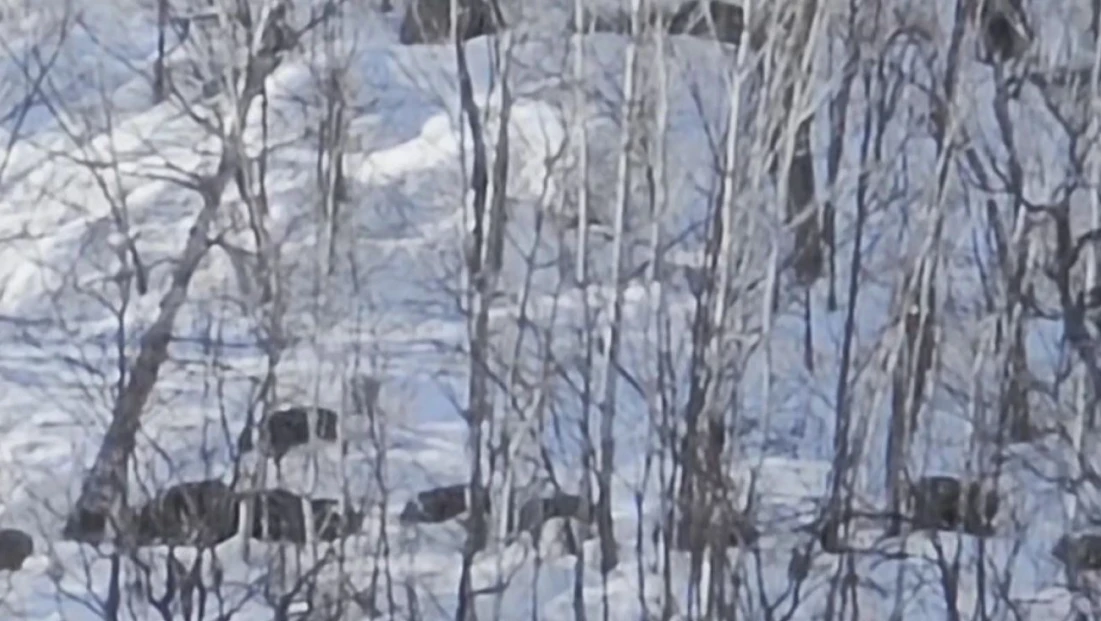 Munzur Vadisi'nde karlı dağlarda yiyecek arayan domuz sürüsü görüntülendi