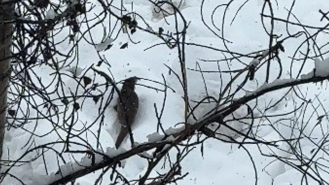 Tunceli'de beyaz örtü üzerinde nadir anlar: Nesli tehlike altındaki su samuru kamerada