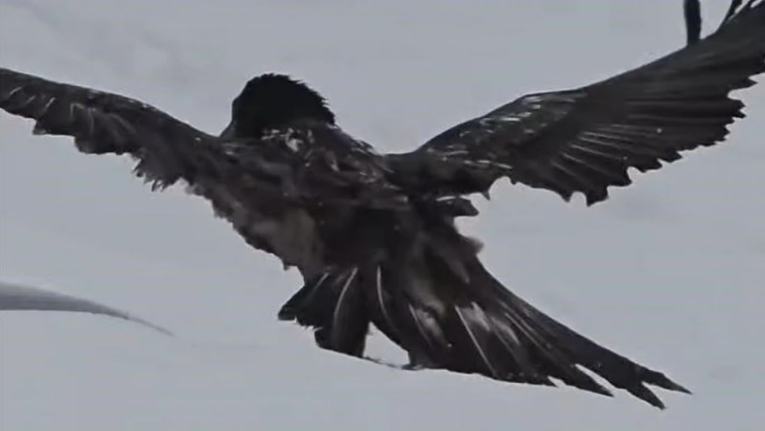Tunceli'de karlı arazide kara akbaba görüntülendi