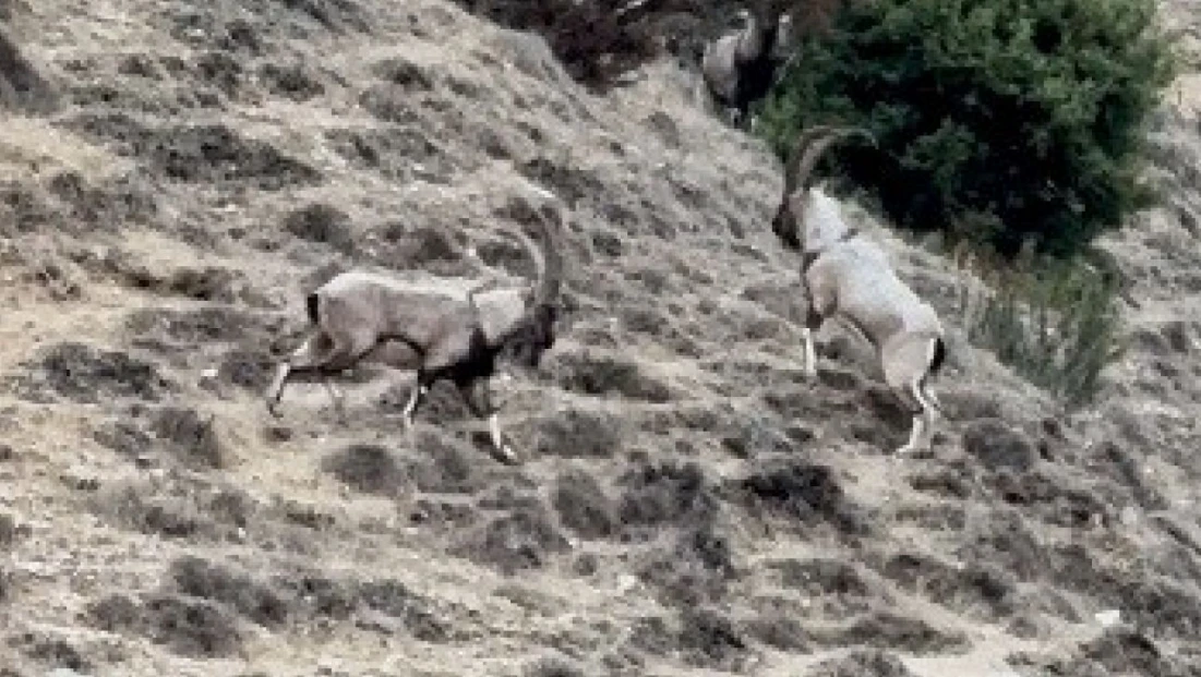 Tunceli'de tekelerin liderlik kavgası kamerada