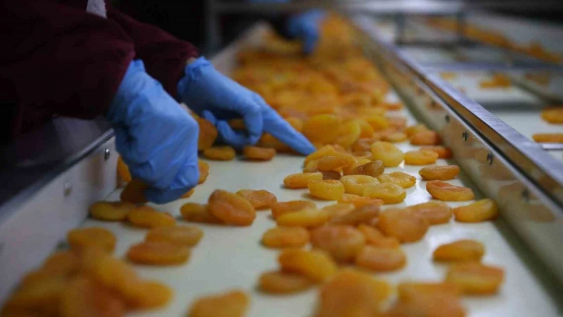 Zirai donun vurduğu coğrafi işaretli Malatya kayısısında hedef 300 milyon dolar gelir