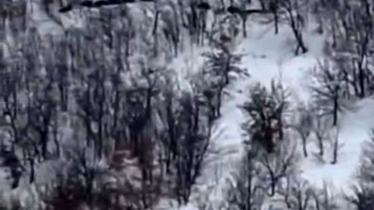 Elazığ'da domuz sürüsünü 'ordu geliyor' diye kayda aldı