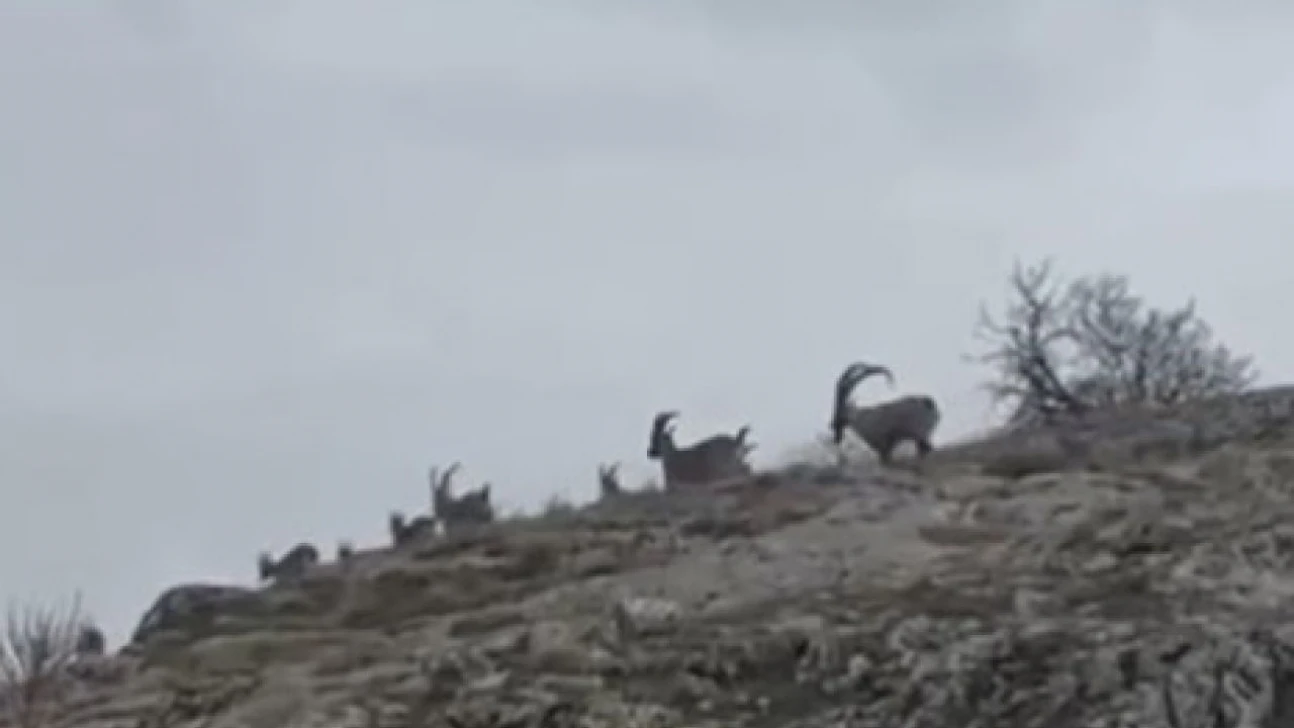 Elazığ'da yaban keçileri sürü halinde görüntülendi