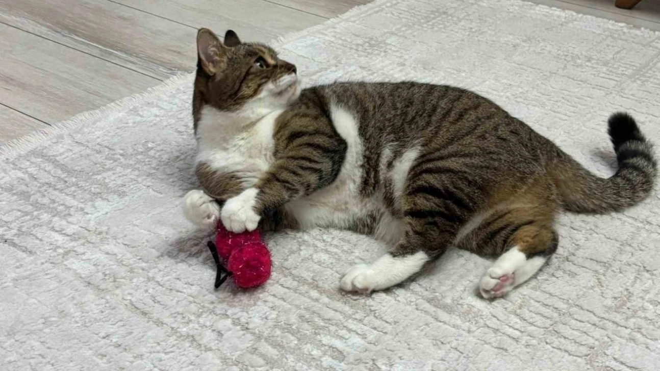 Uzmandan evcil hayvanlarda aşı uyarısı