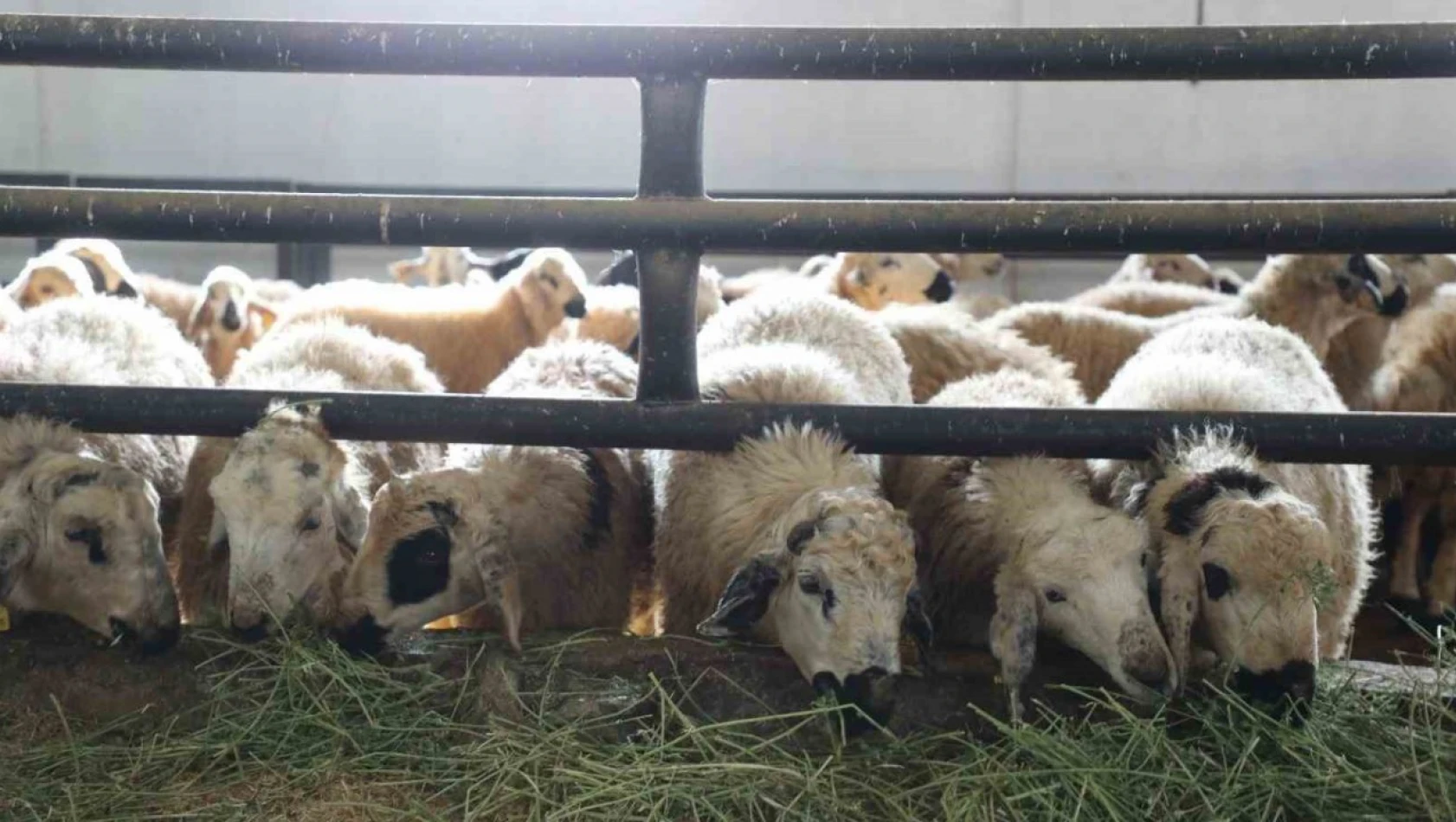 Elazığ'da 6 köy karantinaya alındı