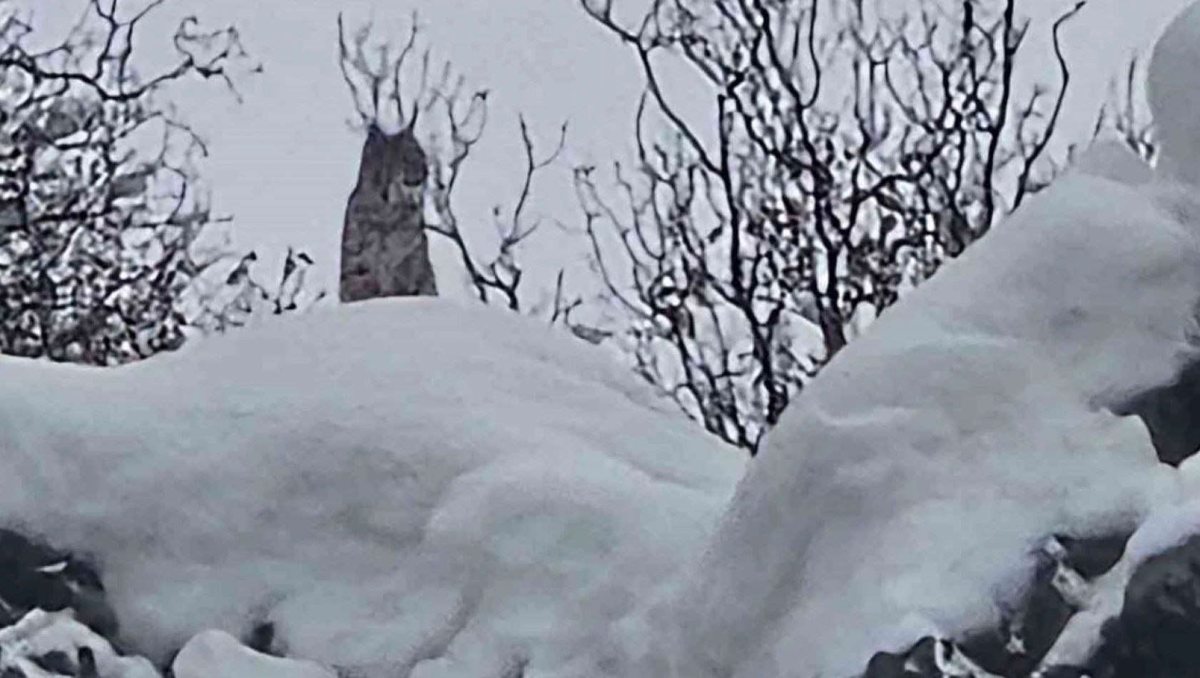 Elazığ'da koruma altındaki vaşak görüntülendi
