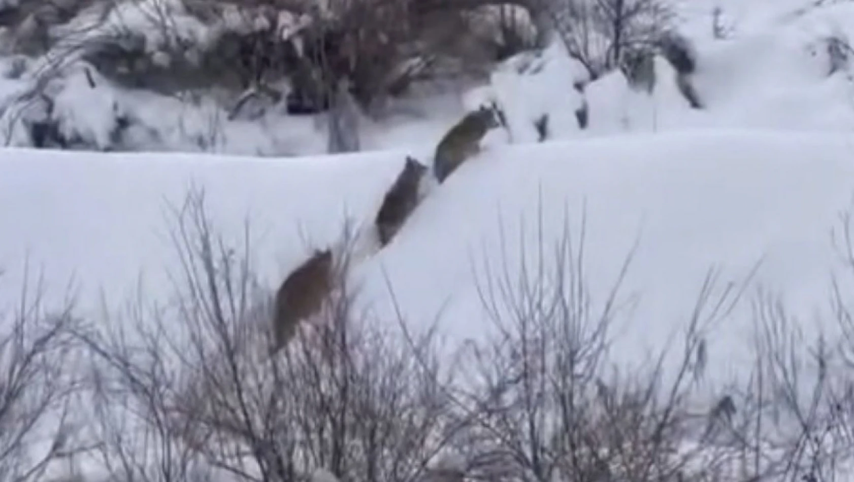 Elazığ'da kurt sürüsü görüldü