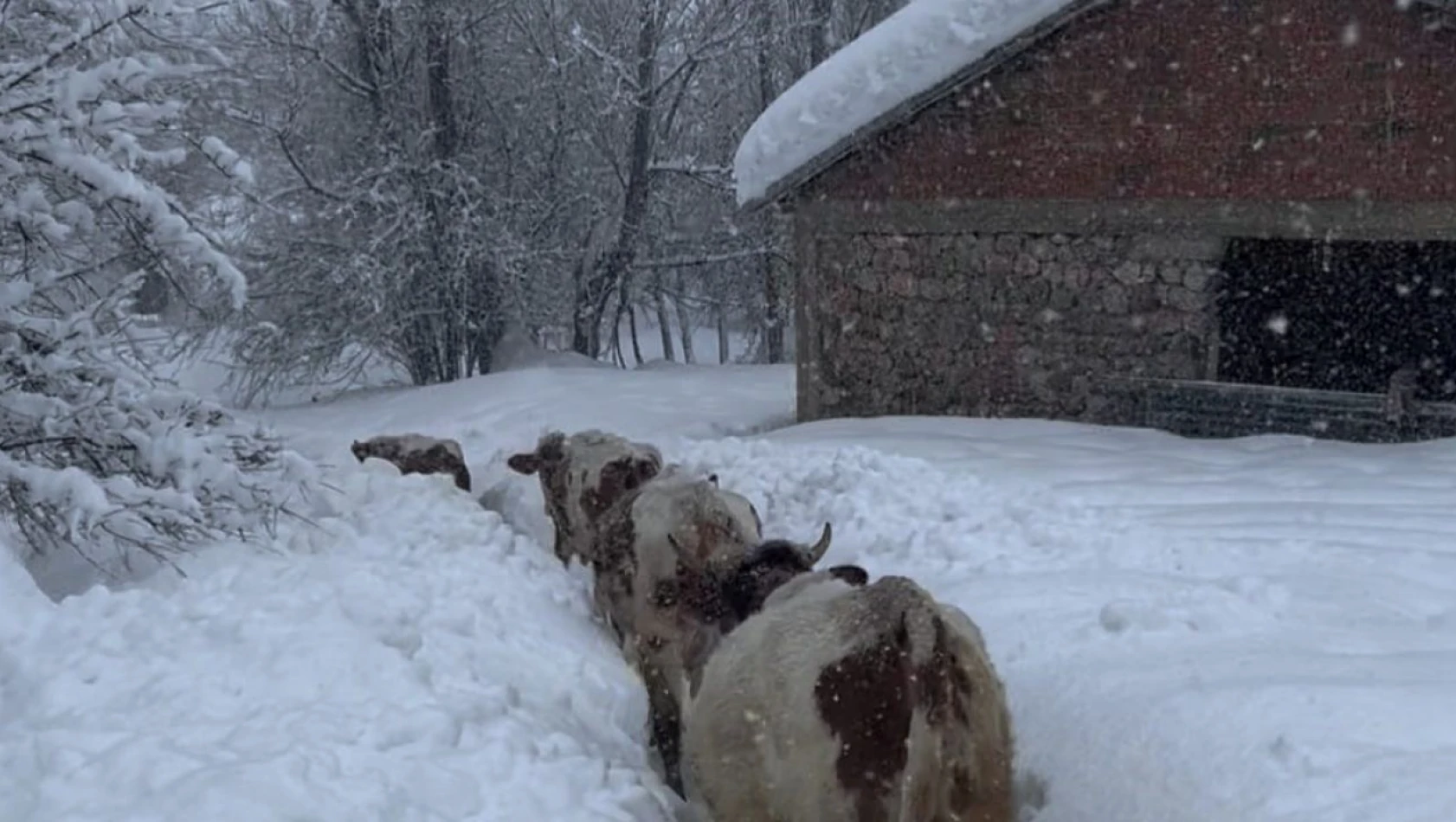 Tunceli'de kar kalınlığı 1,5 metreyi aştı: İnekler karda kayboldu