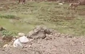 Elazığ'da dağ keçileri görüldü