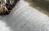 Siraz balıklarının akıntıya karşı göçü başladı