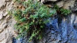 Endemik Malatya kantaronu, kimyasal olarak sarı kantarondan daha zengin çıktı