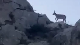 Malatya'da yaban keçileri görüntülendi