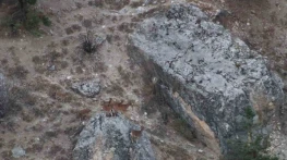 Tunceli'de vaşak görüntülendi