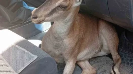 Yaralı yavru dağ keçisi tedavi altına alındı