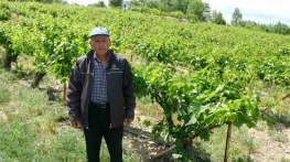 Zirai donun vurduğu tescilli 'köhnü' üzümünde umutlar yapraklarda
