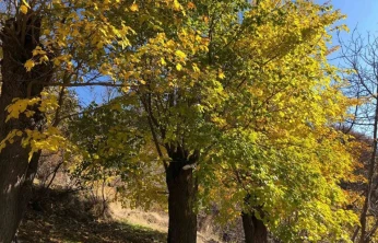 Arapgir'de sonbahar doğal güzelliğiyle görenleri hayran bıraktırıyor