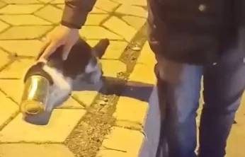 Başına konserve sıkışan kedi kurtarıldı