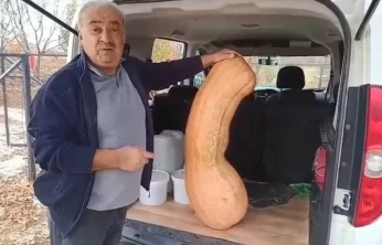 Elazığ'da 47 kilogramlık 113 santimetre kabak görenleri şaşırttı