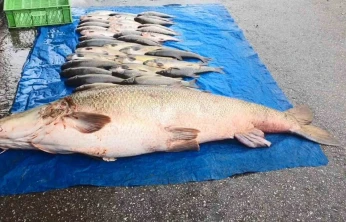 Elazığ'da 52 kilogram ağırlığında turna yakalandı