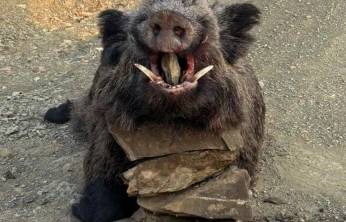 Elazığ'da avcılar 200 kiloluk domuz avladı