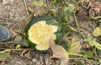 Elazığ'da bahçeler domuzlarının istilasına uğradı