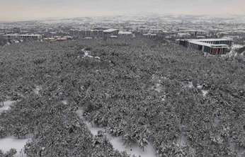 Elazığ'da beton yığınlarının arasındaki beyaz vaha mest etti