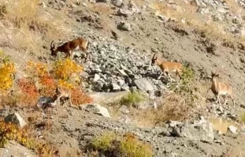 Elazığ'da dağ keçileri sürü halinde görüntülendi