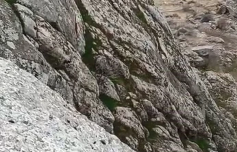 Elazığ'da dağ keçileri sürü halinde görüldü