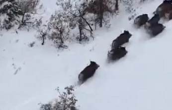 Elazığ'da domuz sürüsü dron ile görüntülendi