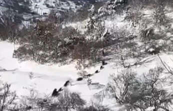 Elazığ'da domuz sürüsü görüldü