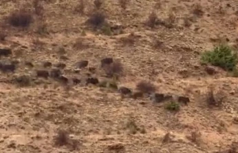 Elazığ'da domuz sürüsü görüntülendi