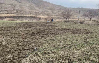 Elazığ'da domuzlar ekili 10 dönüm araziyi talan etti