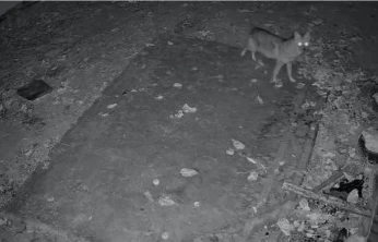 Elazığ'da evin etrafında yiyecek arayan çakal kamerada