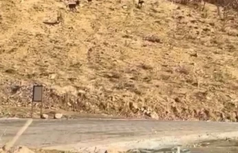 Elazığ'da nesli tükenme tehdidi altında olan dağ keçileri görüldü