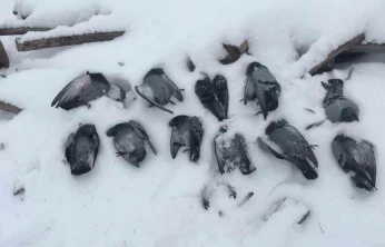 Elazığ'da onlarca güvercin donarak telef oldu