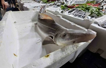 Elazığ'da satışa çıkarılan köpek balığı ilgi odağı oldu