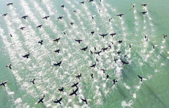 Elazığ'da soğuk havada doğanın sessiz misafirleri kara bataklar