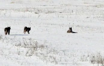 Elazığ'da vaşak ailesi görüntülendi
