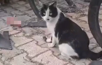 Elazığ'da yakaladığı fareyle oynayan kedi kamerada