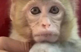 Elazığ'da yakalanan maymun koruma altına alındı