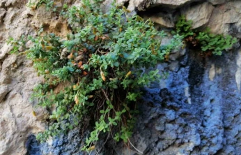 Endemik Malatya kantaronu, kimyasal olarak sarı kantarondan daha zengin çıktı
