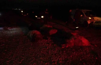 Hafif ticari araç sürüye daldı, 10'dan fazla koyun telef oldu