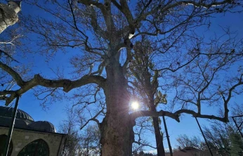 Harput'un 3 asırlık çınarı yıllara meydan okuyor