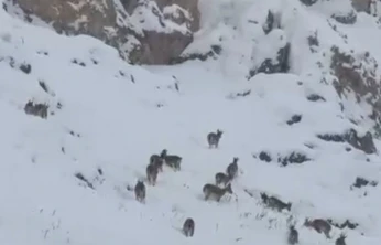 Kar üzerinde otlanan dağ keçileri sürü halinde görüntülendi