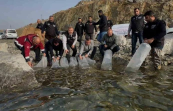 Karakaya Baraj Gölü'ne 420 bin yavru balık bırakıldı