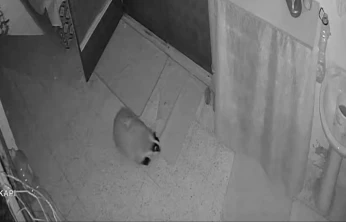 Kedilerinin mamasına dadanan porsuk için evine alarm sistemi kurdu